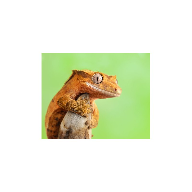 Rhacodactylus ciliatus   7-1 0cm