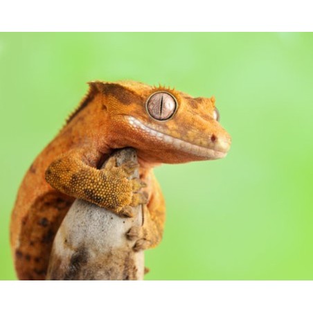 Rhacodactylus ciliatus   7-1 0cm