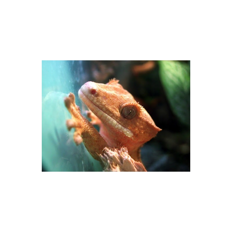 Rhacodactylus ciliatus   7-1 0cm