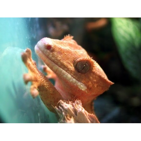 Rhacodactylus ciliatus   7-1 0cm