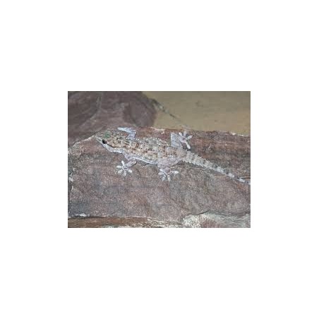 Tarentola parvicarinata    M-L