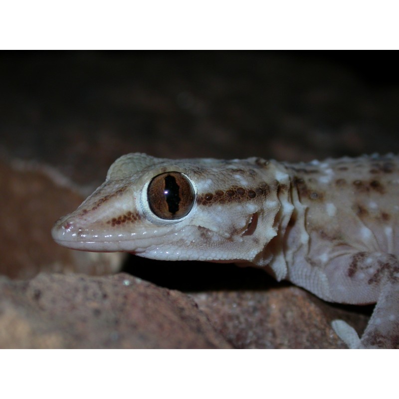 Tarentola parvicarinata    M-L