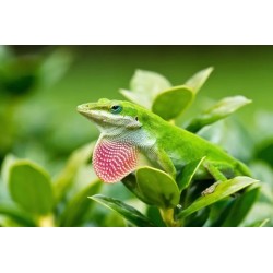 Anolis carolinensis
