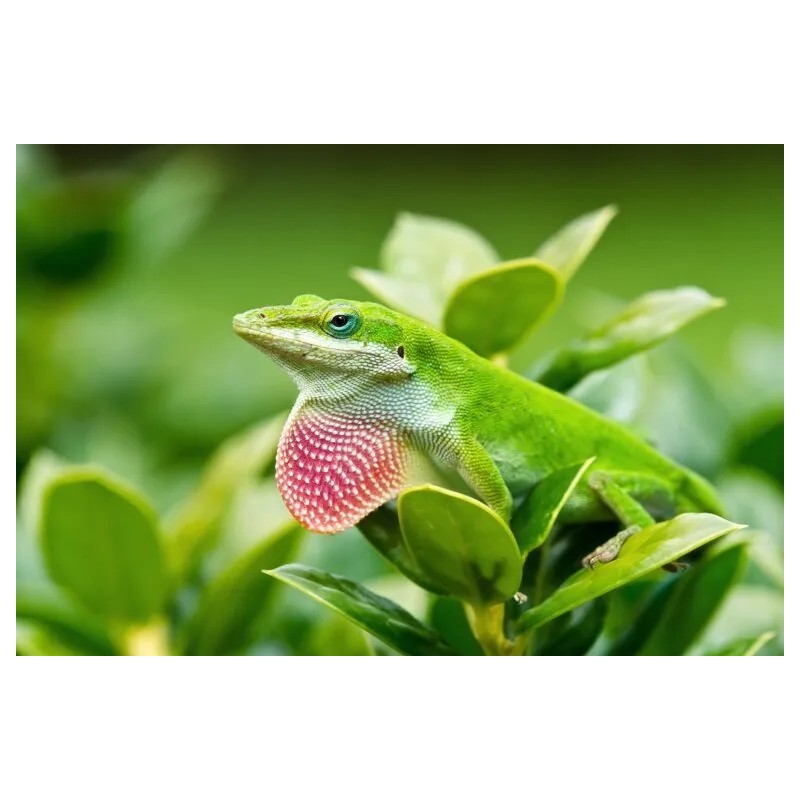 Anolis carolinensis