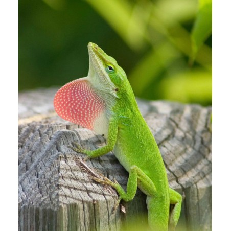 Anolis carolinensis