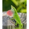 Anolis carolinensis