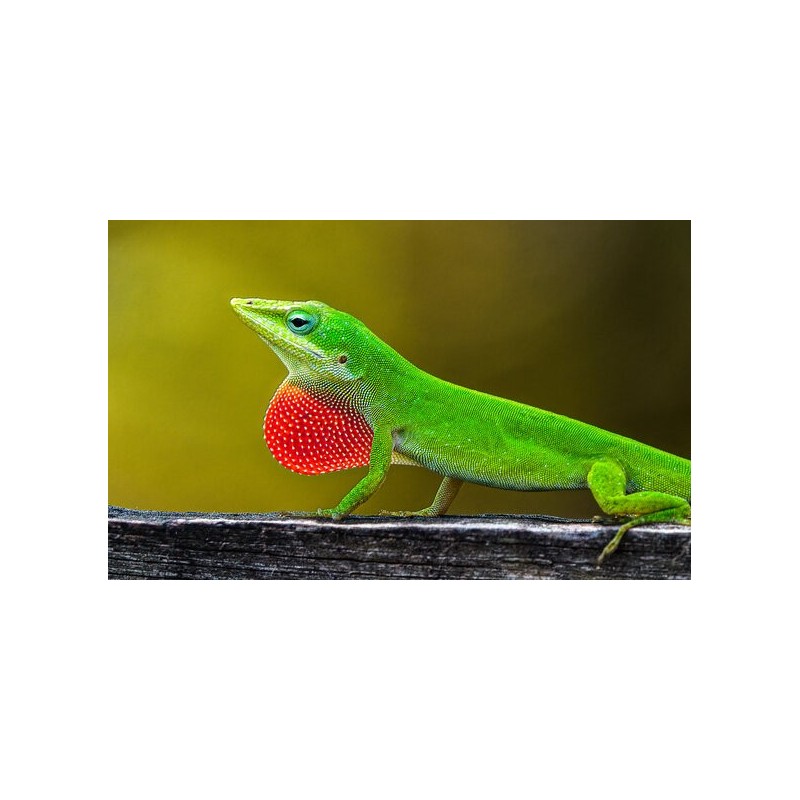 Anolis carolinensis