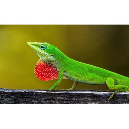 Anolis carolinensis