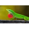 Anolis carolinensis