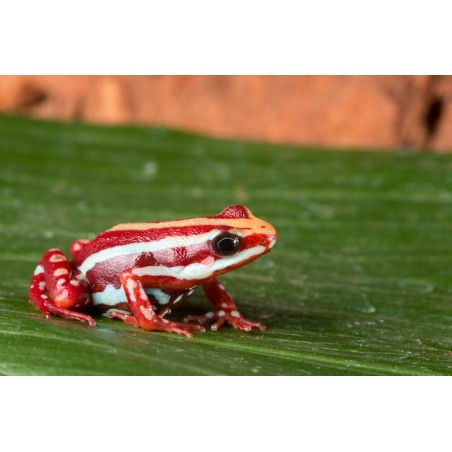 Epipedobates tricolor anthonyi    L