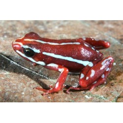 Epipedobates tricolor anthonyi    L