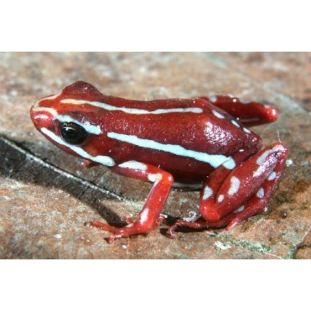 Epipedobates tricolor anthonyi    L
