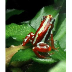 Epipedobates tricolor anthonyi    L