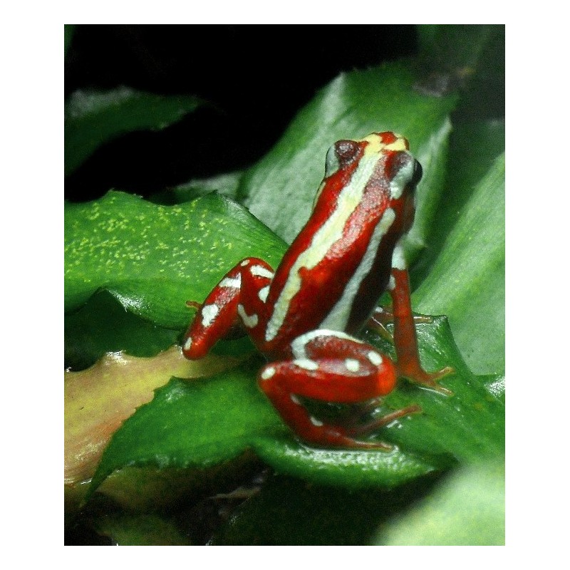 Epipedobates tricolor anthonyi    L