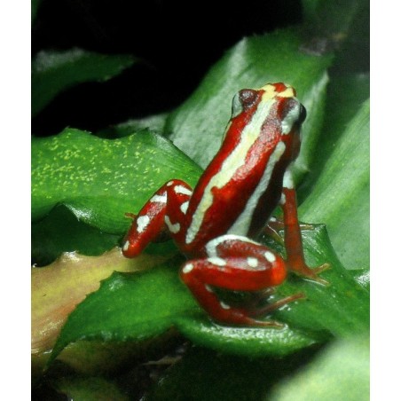 Epipedobates tricolor anthonyi    L