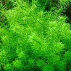 myriophyllum sp guyana