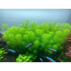 myriophyllum sp guyana