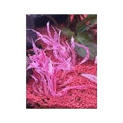 Cryptocoryne balance pink