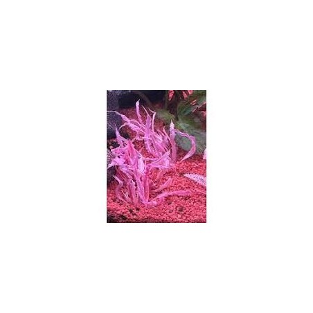 Cryptocoryne balance pink