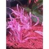 Cryptocoryne balance pink