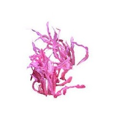 Cryptocoryne balance pink