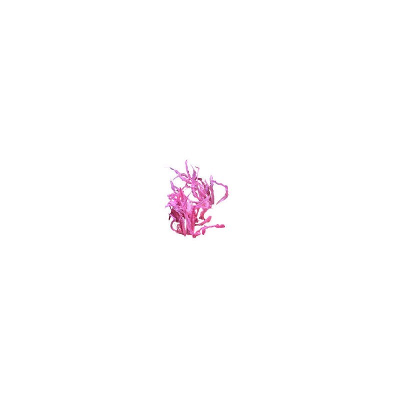 Cryptocoryne balance pink