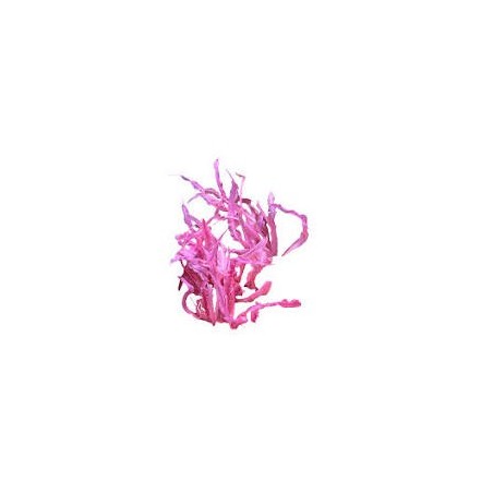 Cryptocoryne balance pink