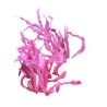 Cryptocoryne balance pink
