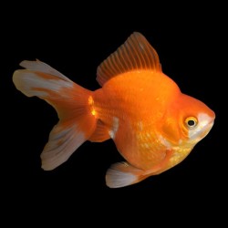 Carassius auratus l.f. ryukin short tail assorted 8-9 cm