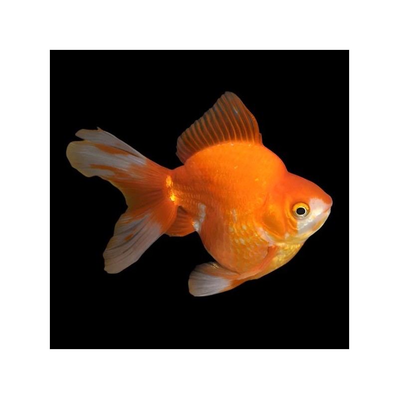 Carassius auratus l.f. ryukin short tail assorted 8 - 9 cm