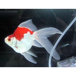 Carassius auratus l.f. tamasaba calico 5-6 cm