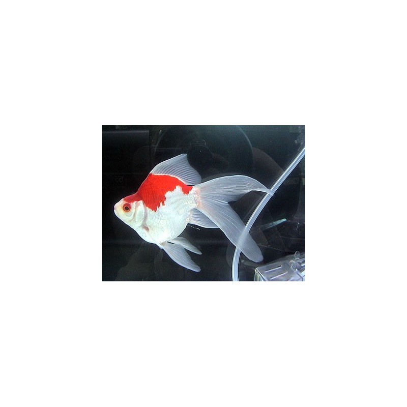 Carassius auratus l.f. tamasaba calico 5-6 cm