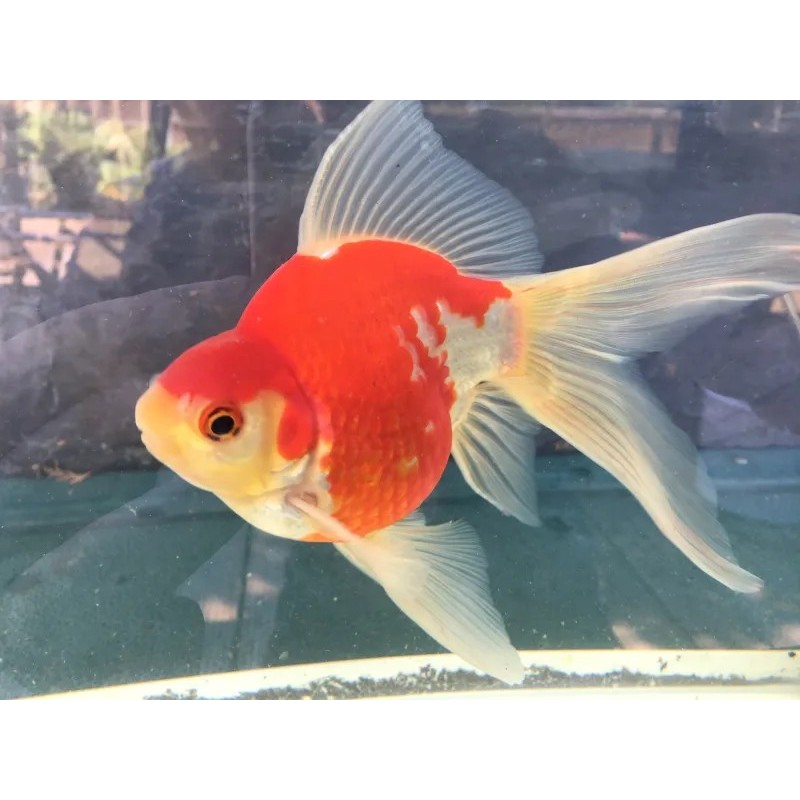 Carassius auratus l.f. tamasaba calico 5 - 6 cm