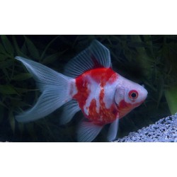 Carassius auratus l.f. tamasaba calico 5-6 cm