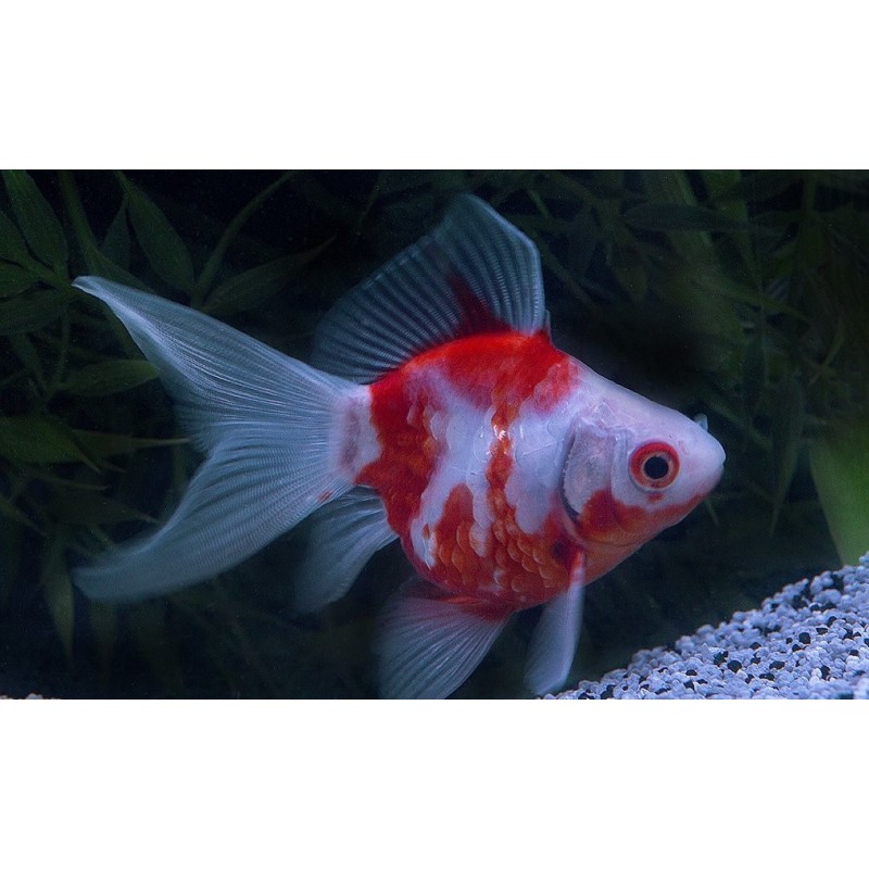 Carassius auratus l.f. tamasaba calico 5 - 6 cm