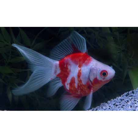 Carassius auratus l.f. tamasaba calico 5 - 6 cm