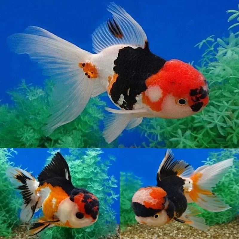 Carassius auratus l.f. assorted oranda 11-13 cm