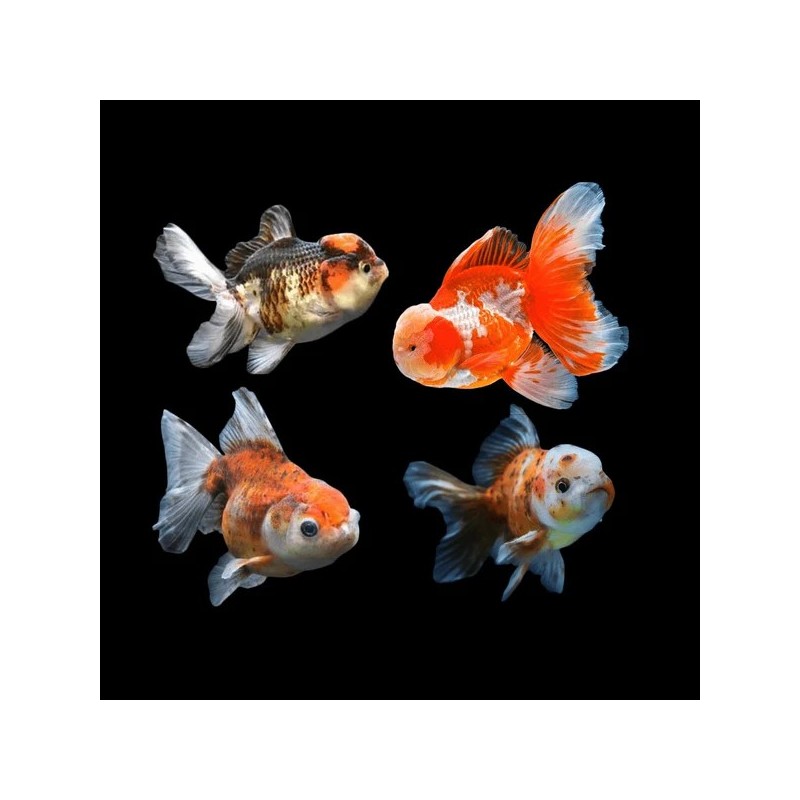 Carassius auratus l.f. assorted oranda 11 - 13 cm