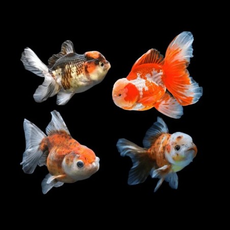 Carassius auratus l.f. assorted oranda 11 - 13 cm