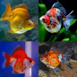 Carassius auratus auratus ryukin mix 11-12 cm