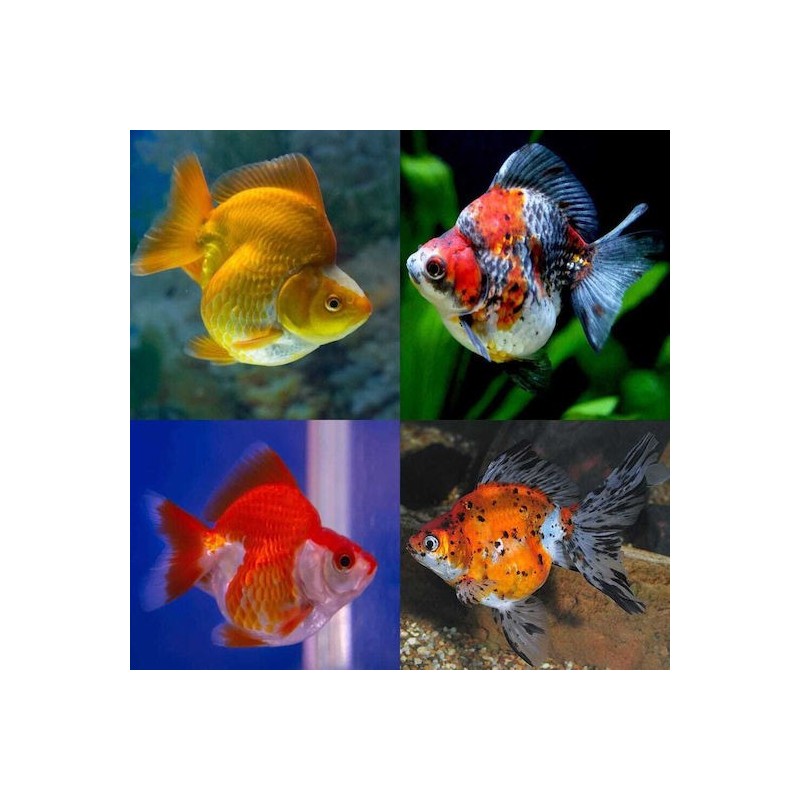 Carassius auratus auratus ryukin mix 11-12 cm