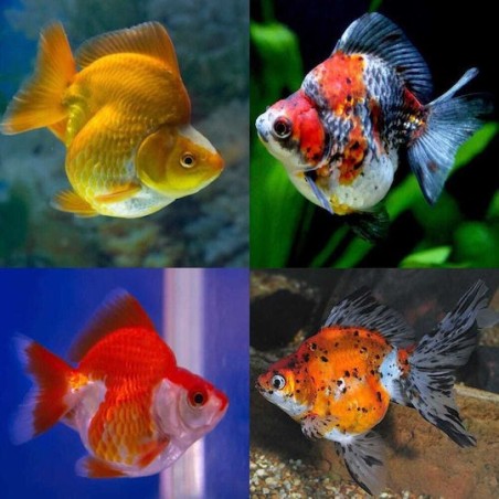 Carassius auratus auratus ryukin mix 11-12 cm