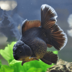 Carassius auratus lf black gray oranda 10-11 cm