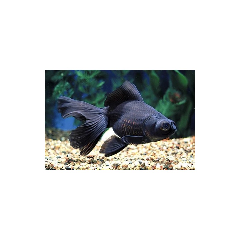 Carassius auratus lf black gray oranda 10 - 11 cm
