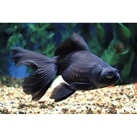 Carassius auratus lf black gray oranda 10 - 11 cm