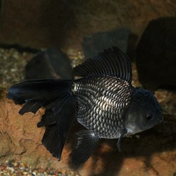 Carassius auratus lf black oranda 12-15 cm