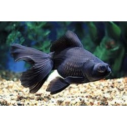 Carassius auratus lf black oranda 12-15 cm