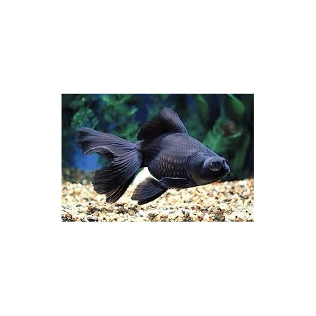 Carassius auratus lf black oranda 12 - 15 cm