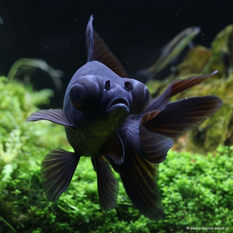 Carassius auratus lf black telescop 5-6 cm