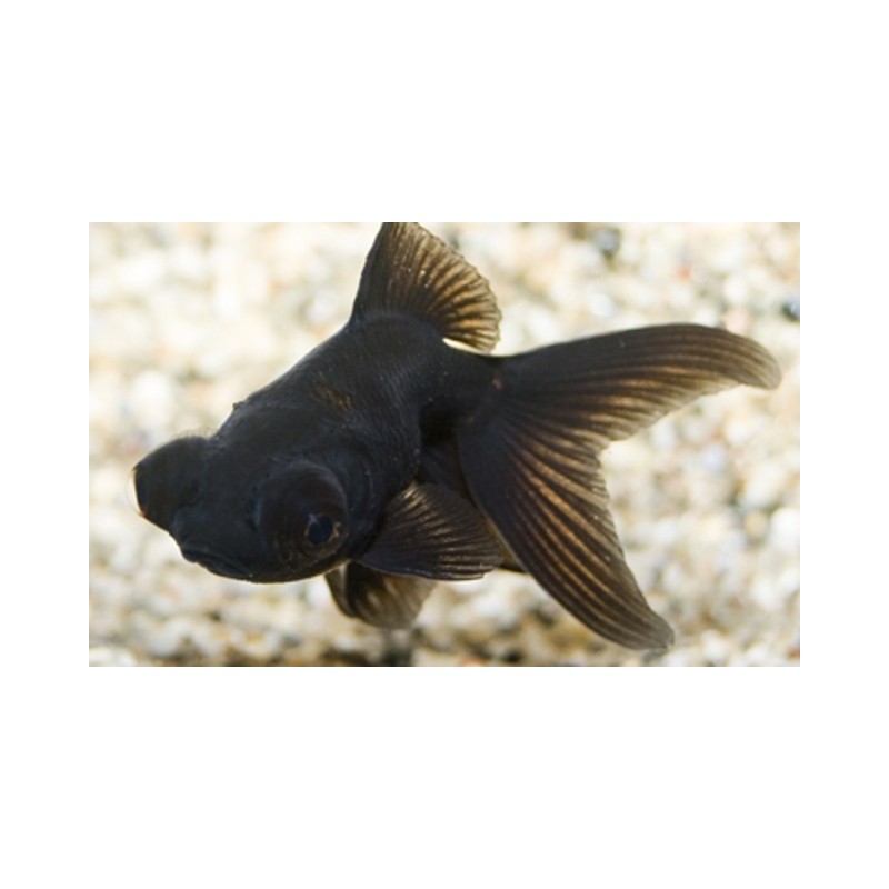 Carassius auratus lf black telescop 5 - 6 cm